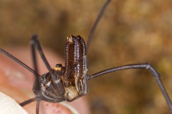 Media type: image; Invertebrate Zoology 29239
